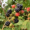 ブラックベリー (Genus Rubus, Family Rosaceae) 2
