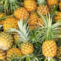 パイナップル Ananas comosus 2
