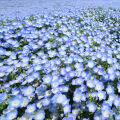 ネモフィラ Nemophila menziesii 2