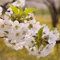 サワーチェリー family Rosaceae, genus Prunus 2