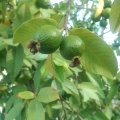 グアバ family Myrtaceae genus Psidium 2