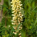 甘草 Glycyrrhiza glabra 2