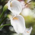 カラー Zantedeschia, family Araceae 2