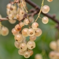 ホワイトカラント Genus: Ribes alba, family Grossulariaceae 2
