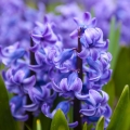 ヒヤシンス Hyacinthus orientalis 2