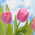チューリップ  2