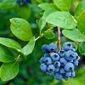 ブルーベリー Vaccinium myrtillus 2