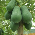 パパイア Carica Papaya 2