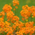 ウォールフラワー Erysimum 2