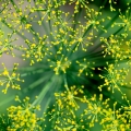 ディル Anethum graveolens 2