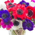 アネモネ Anemone coronaria 2