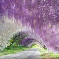 藤 Wisteria floribunda 2