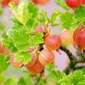 グーズベリー Ribes uva-crispa 2