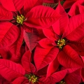 ポインセチア Αλεξανδρινή 2