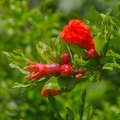 ザクロの花 Punica granatum 2