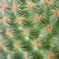 サボテン Cactaceae 2