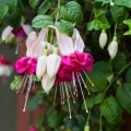 フクシア Fuchsia 2