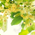 リンデン（ボダイジュ）の花 Tilia, family Tiliaceae 2