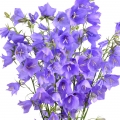 ベルフラワー Campanula 2