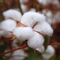 コットンフラワー Gossypium 2