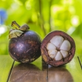 マンゴスチン Garcinia Mangostana 2