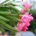 キョウチクトウ Nerium Oleander 2