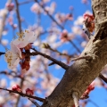 アーモンドの木 Prunus dulcis 2