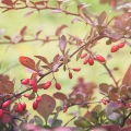 Barberry Berberis Vulgaris 2