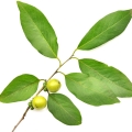 黒檀の木 Diospyros Ebenum 2