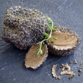 Truffle Tuberaceae 2