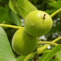 くるみ Genus: Juglans 2