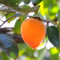 柿 Diospyros kaki 2