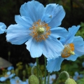 青いケシ Meconopsis 2