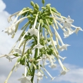白タバコ  Nicotiana Suaveolens 2