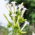 Tobacco Blossom Nicotiana Alata 2