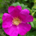 ハマナス Rosa rugosa 2