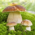 セップ茸 Boletus Edulis 2