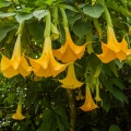 エンゼルストランペット Brugmansia 2