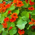 キンレンカ Tropaeolum Majus 2