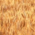 小麦 Triticum 2