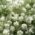 アニス Pimpinella anisum 2