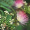 ネムノキの花 Albizia julibrissin 2