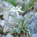 エーデルワイス  2