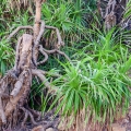 パンダヌス Pandanus Odoratissimus 2