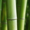 バンブー（竹） Poaceae, subfamily Bambusoideae 2