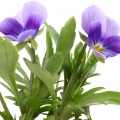 パンジー Viola tricolor hortensis 2