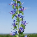 ヒソップ Lamiaceae 2