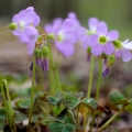 ムラサキカタバミ Oxalis violacea 2