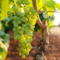 ブドウの木 Vitis Vinifera 2