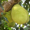 ジャックフルーツ Artocarpus heterophyllus 2